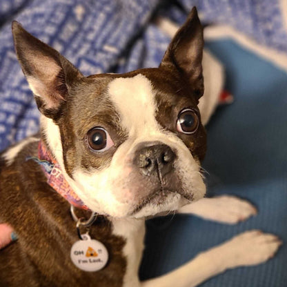 Pet ID Tag