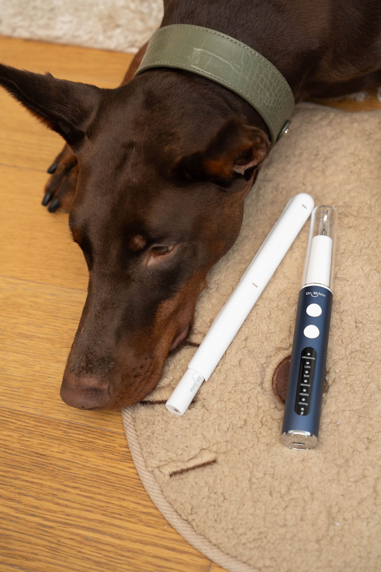 Pet Dental Cleaning Kit