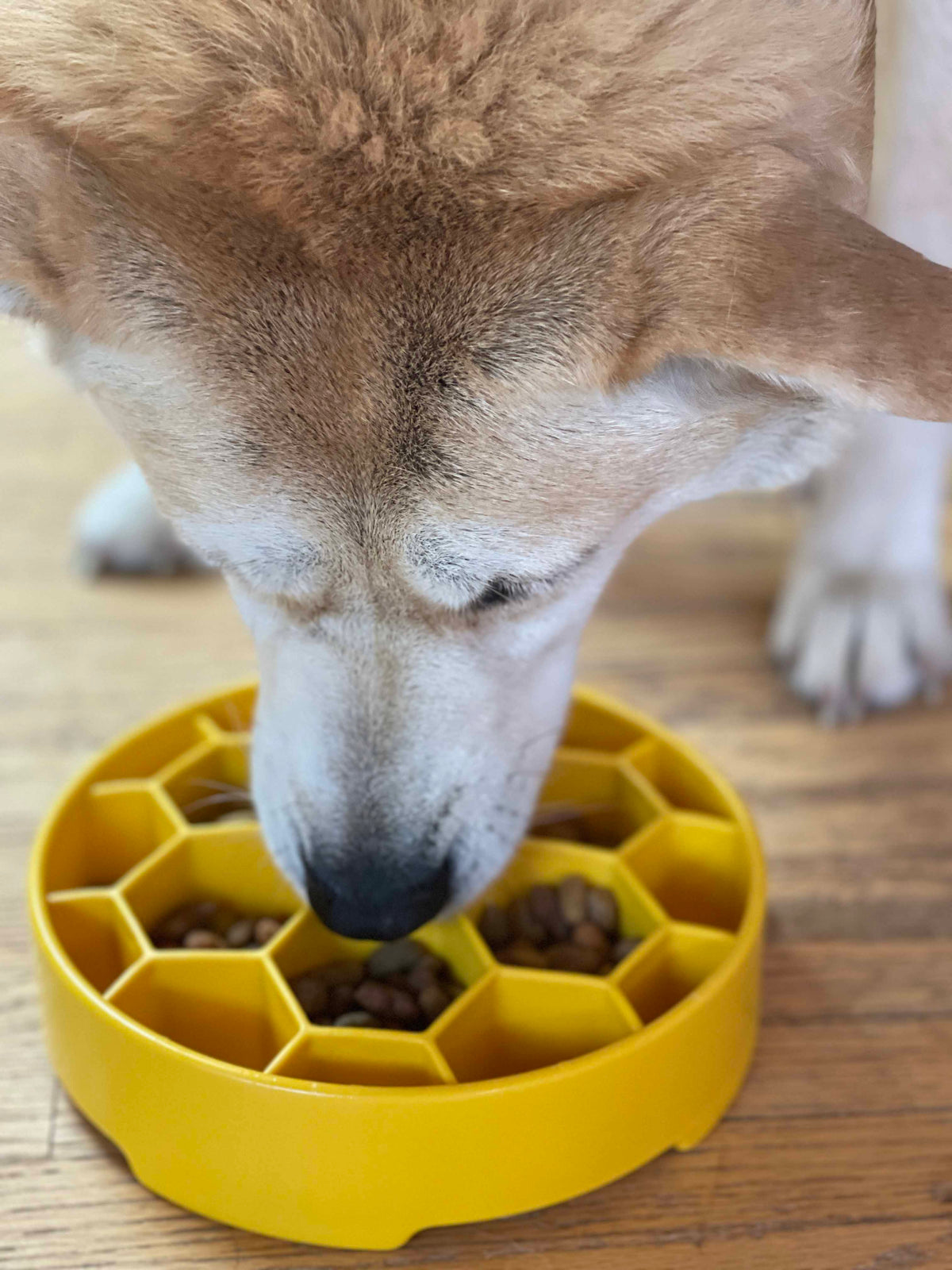Slow Feeder Bowl