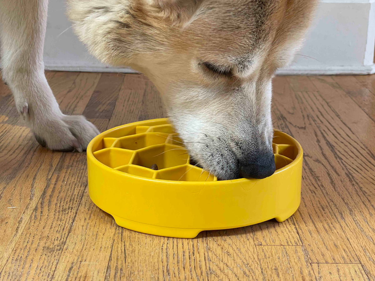 Slow Feeder Bowl