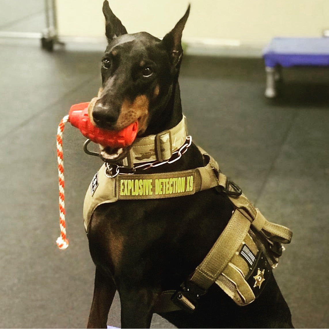 Rubber Chew Toy