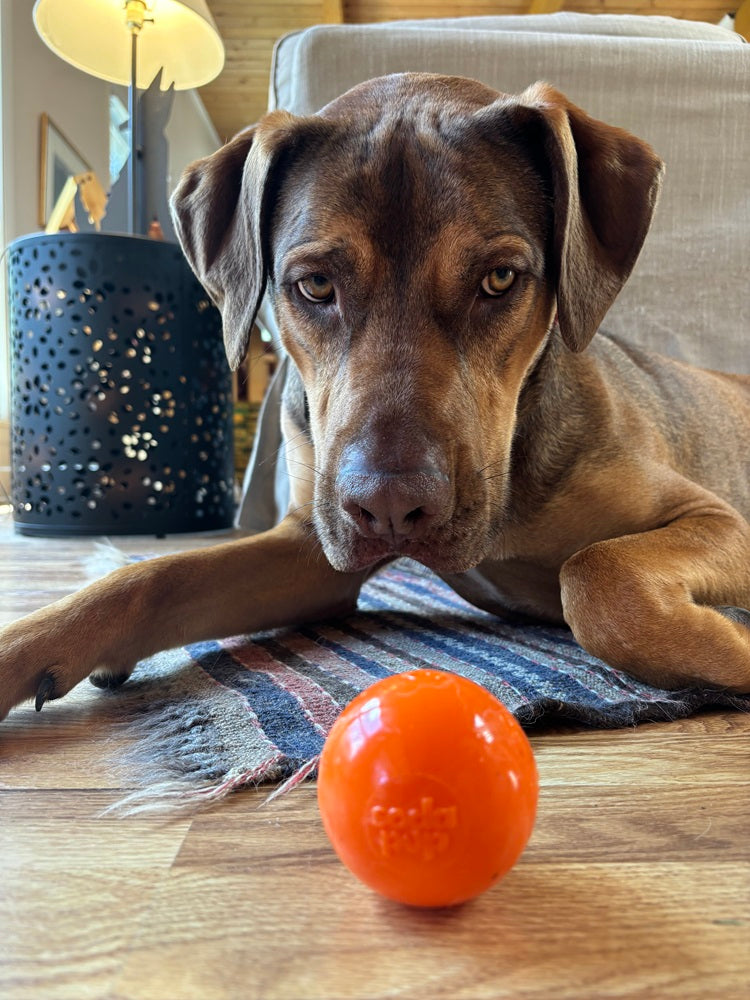 Squeaky Dog Toy