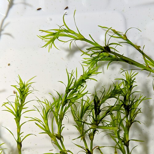 Guppy Grass