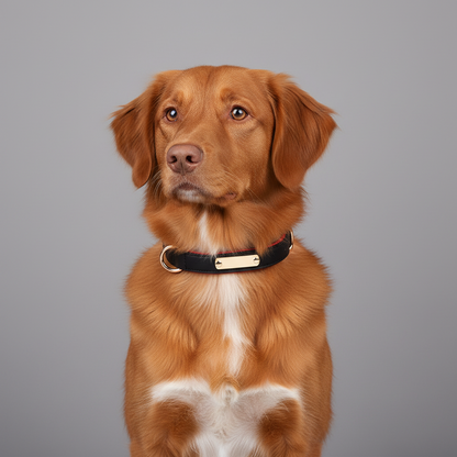 Leather Dog Collar