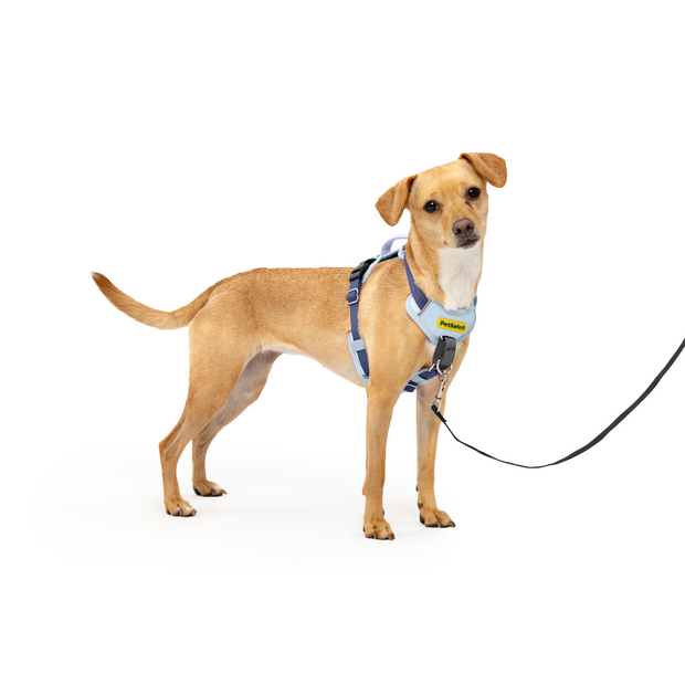 Easy Walk Comfort Harness