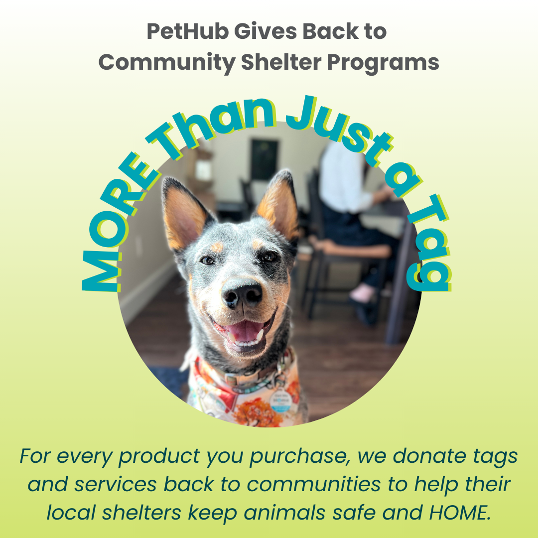 Pet ID Tag