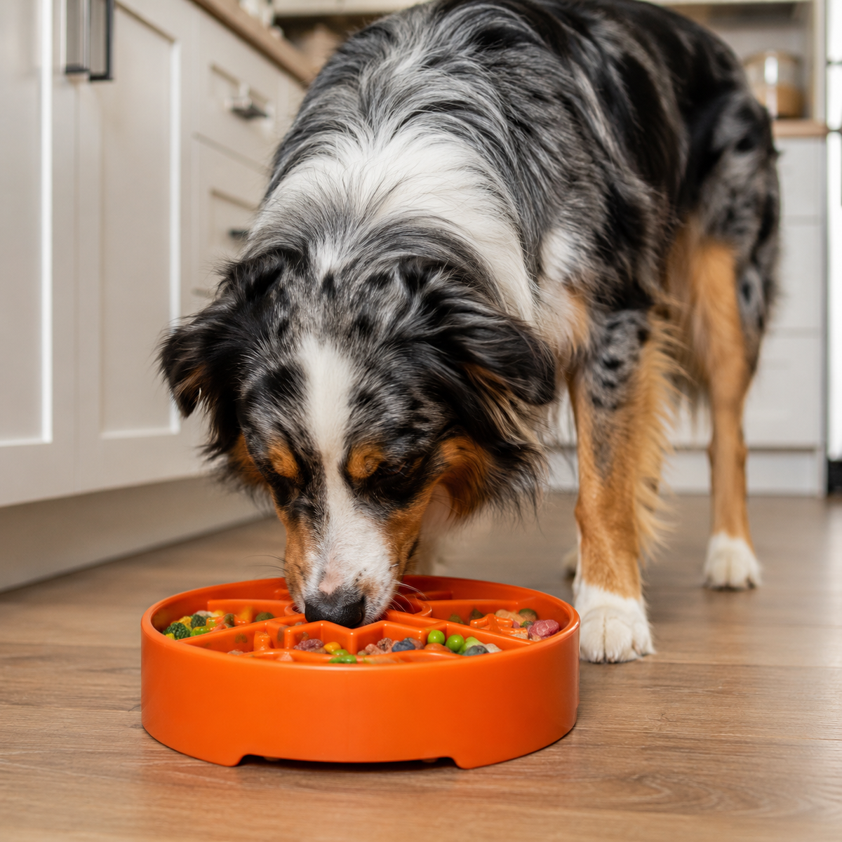 Slow Feeder Dog Bowl