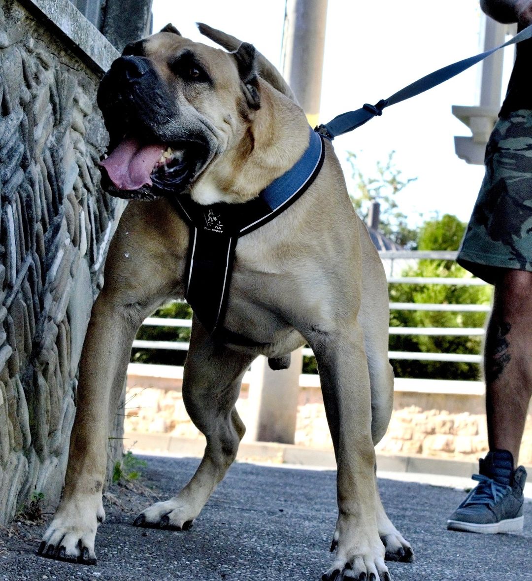 Heavy Duty Harness