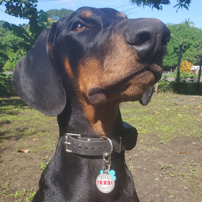Pet ID Tag