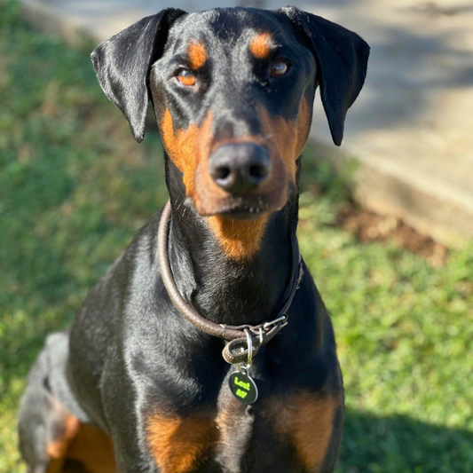 QR ID Pet Tag