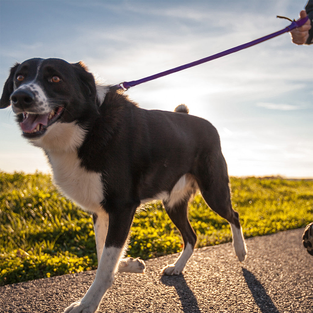 No-Pull Dog Leash