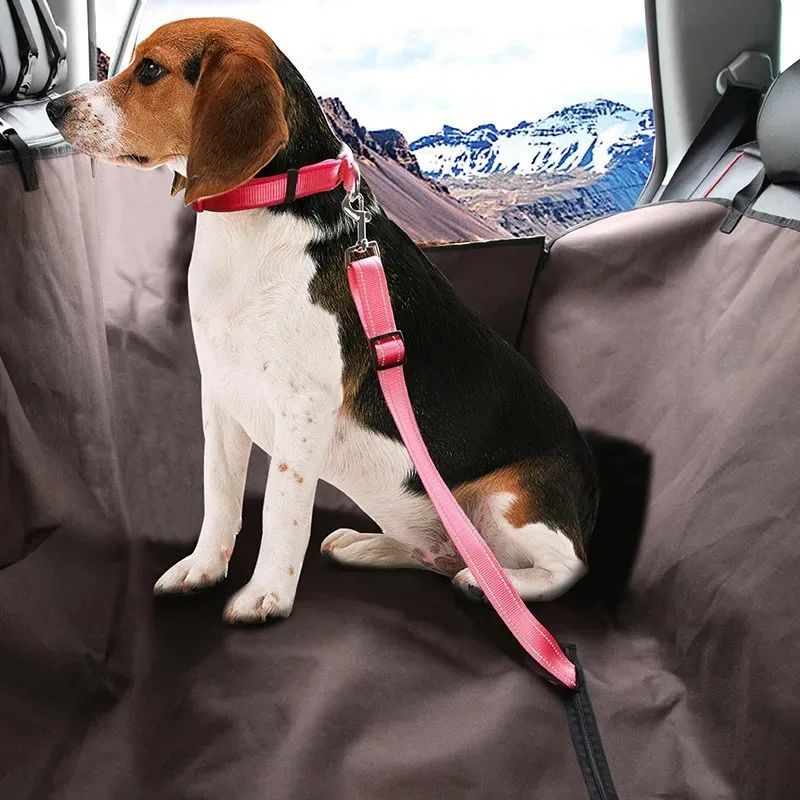 Seat Belt Harness