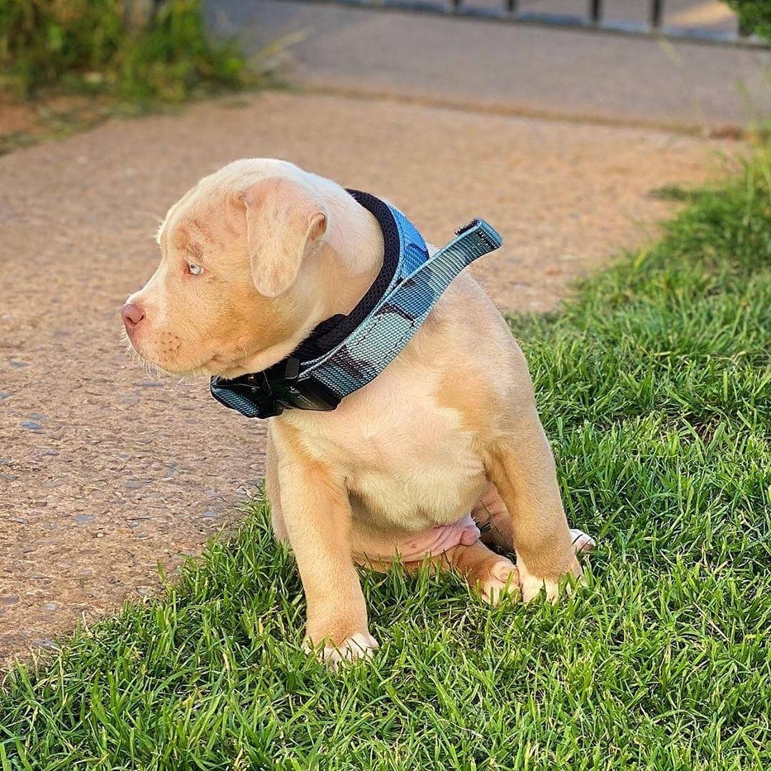 FAST RELEASE COLLAR BLUE