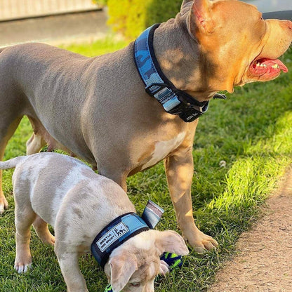 FAST RELEASE COLLAR BLUE