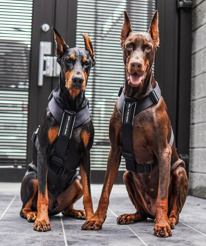 Basic Harness