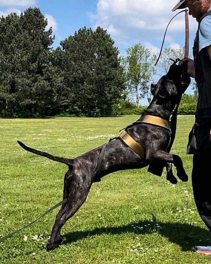 Heavy Duty Harness