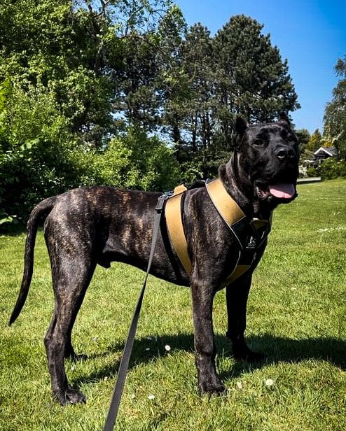 Heavy Duty Harness