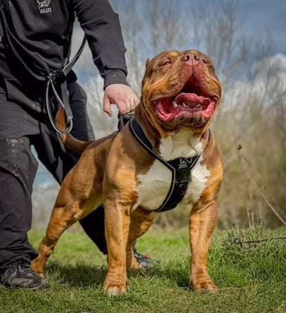 Heavy Duty Harness