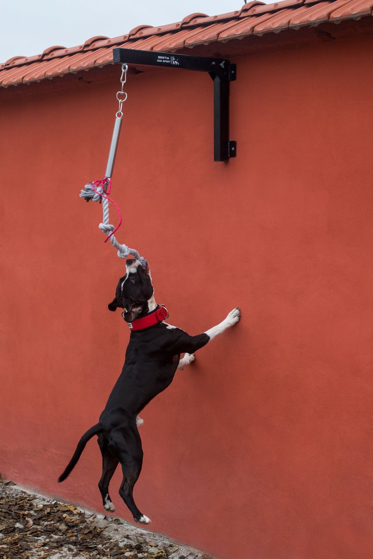 Spring Pole Set