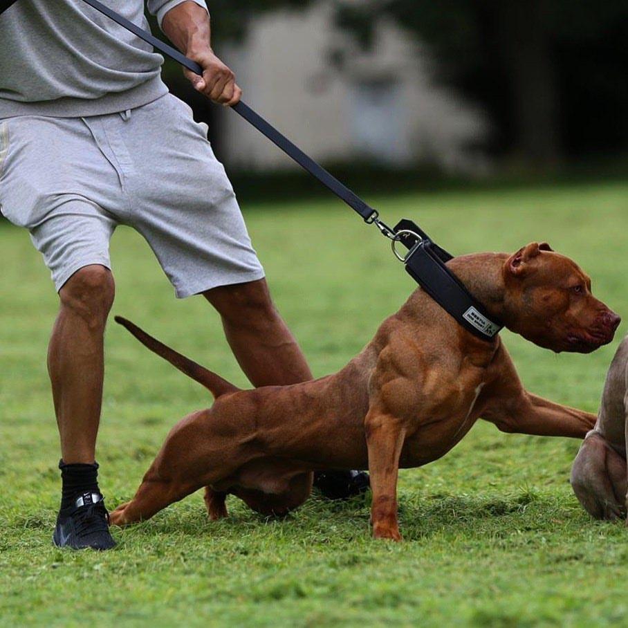 Tactical Leash