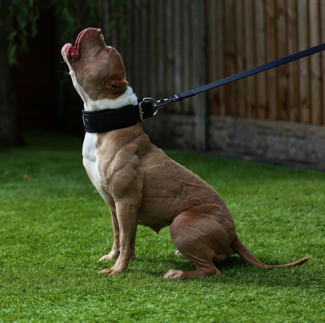 Tactical Leash
