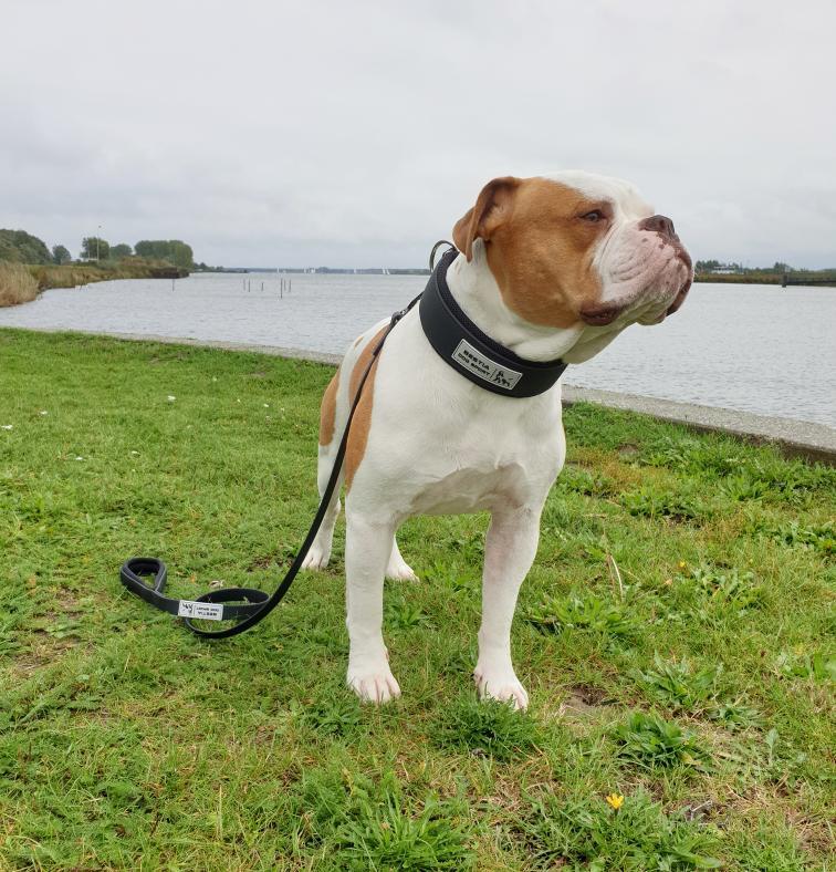 Tactical Leash