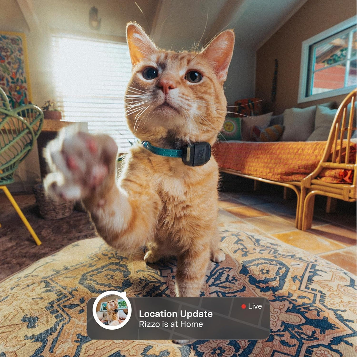 Mini GPS Cat Tracker