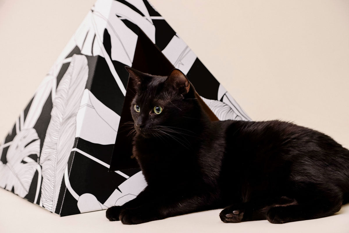 Cardboard Cat Pyramid