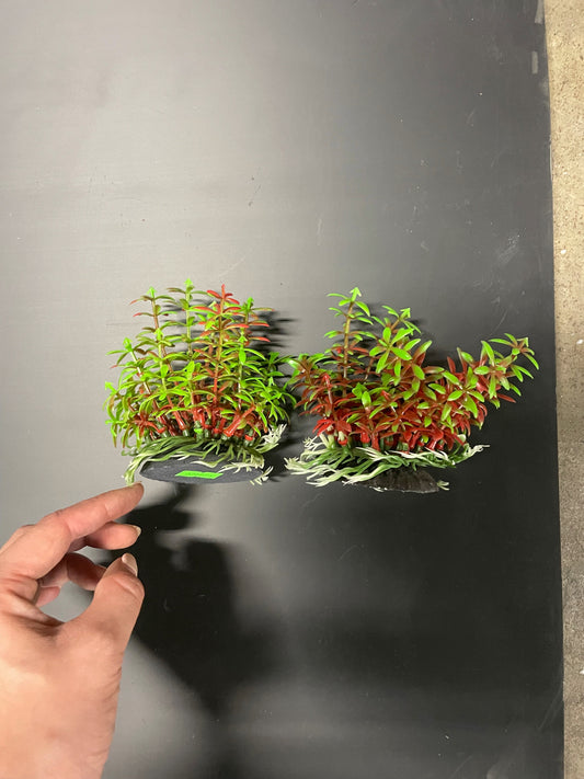 Artificial Aquarium Plants