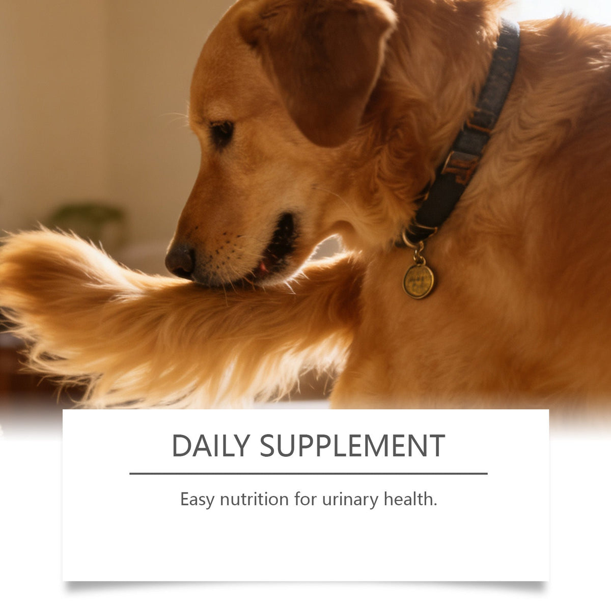 Dog And Cat Nutritional Supplements