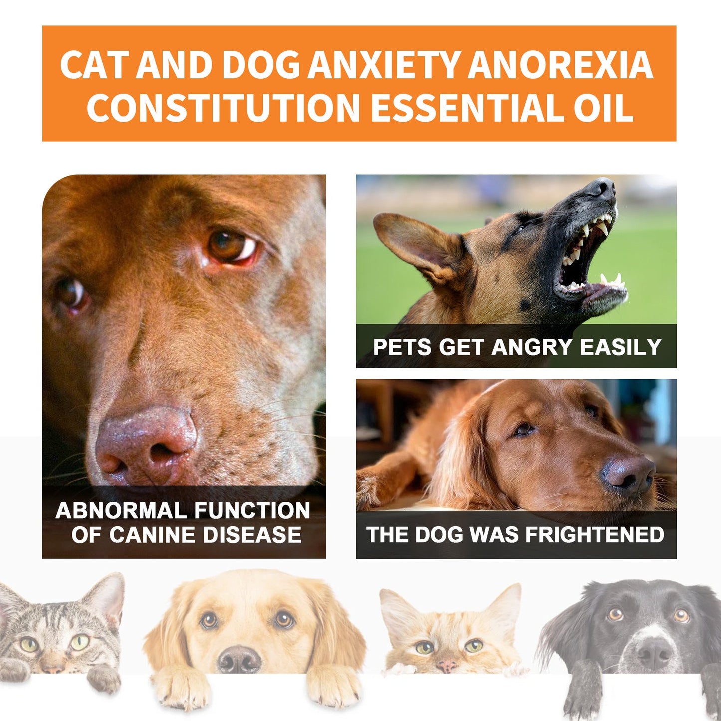 Cat And Dog Diet Care