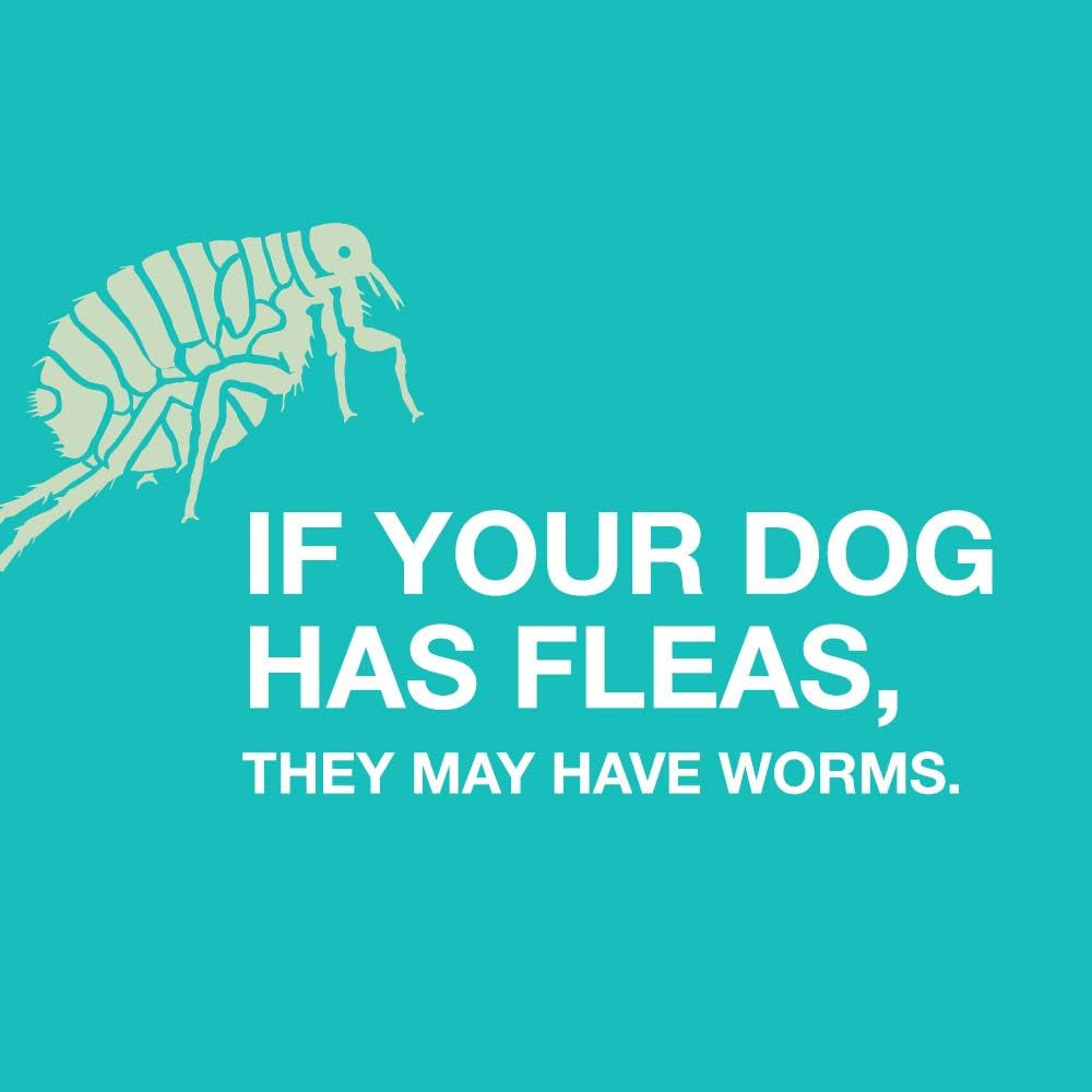 Tapeworm Dewormer for Dogs