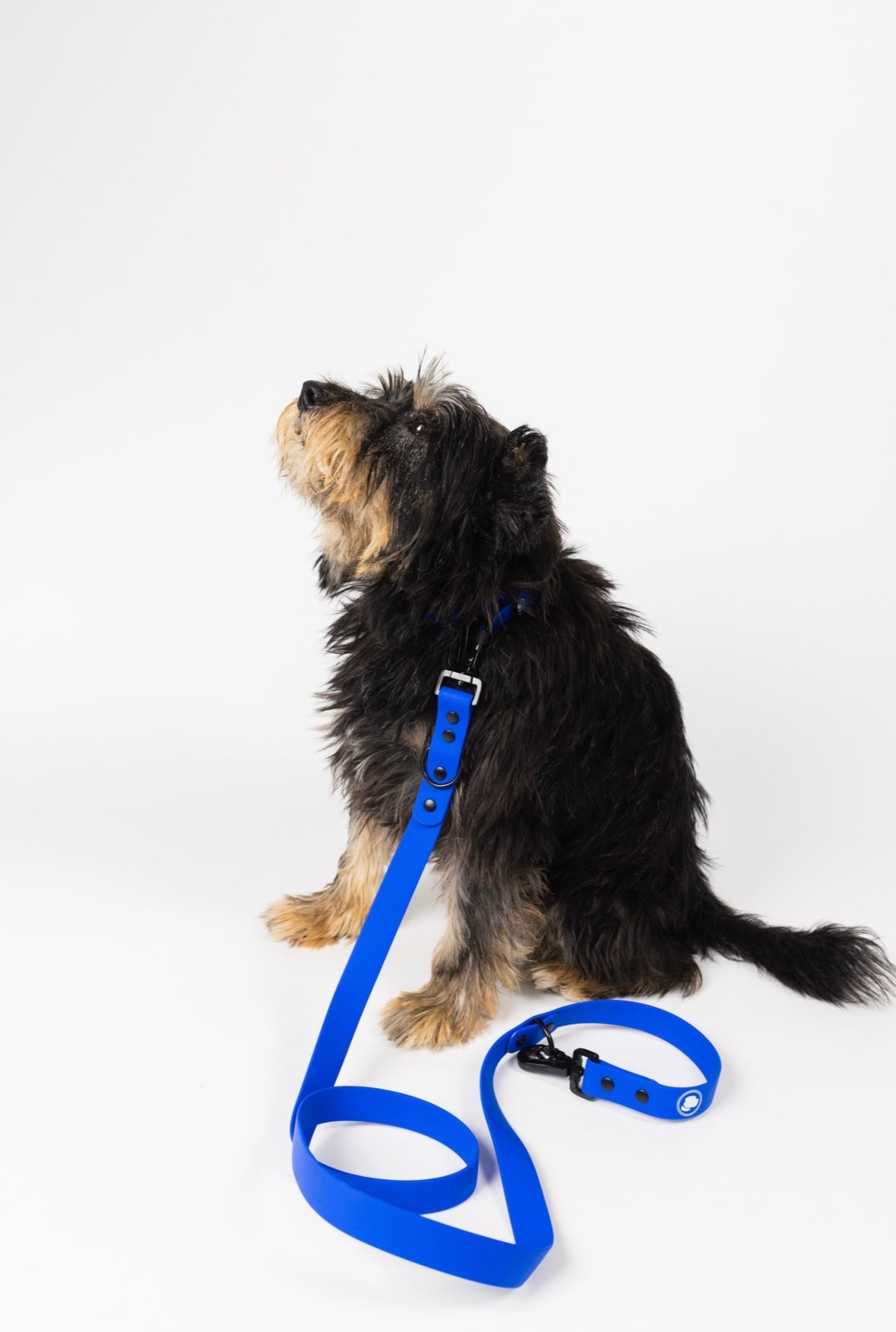 Royal Blue Leash