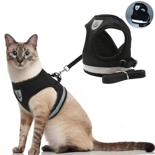 Harness and Leash