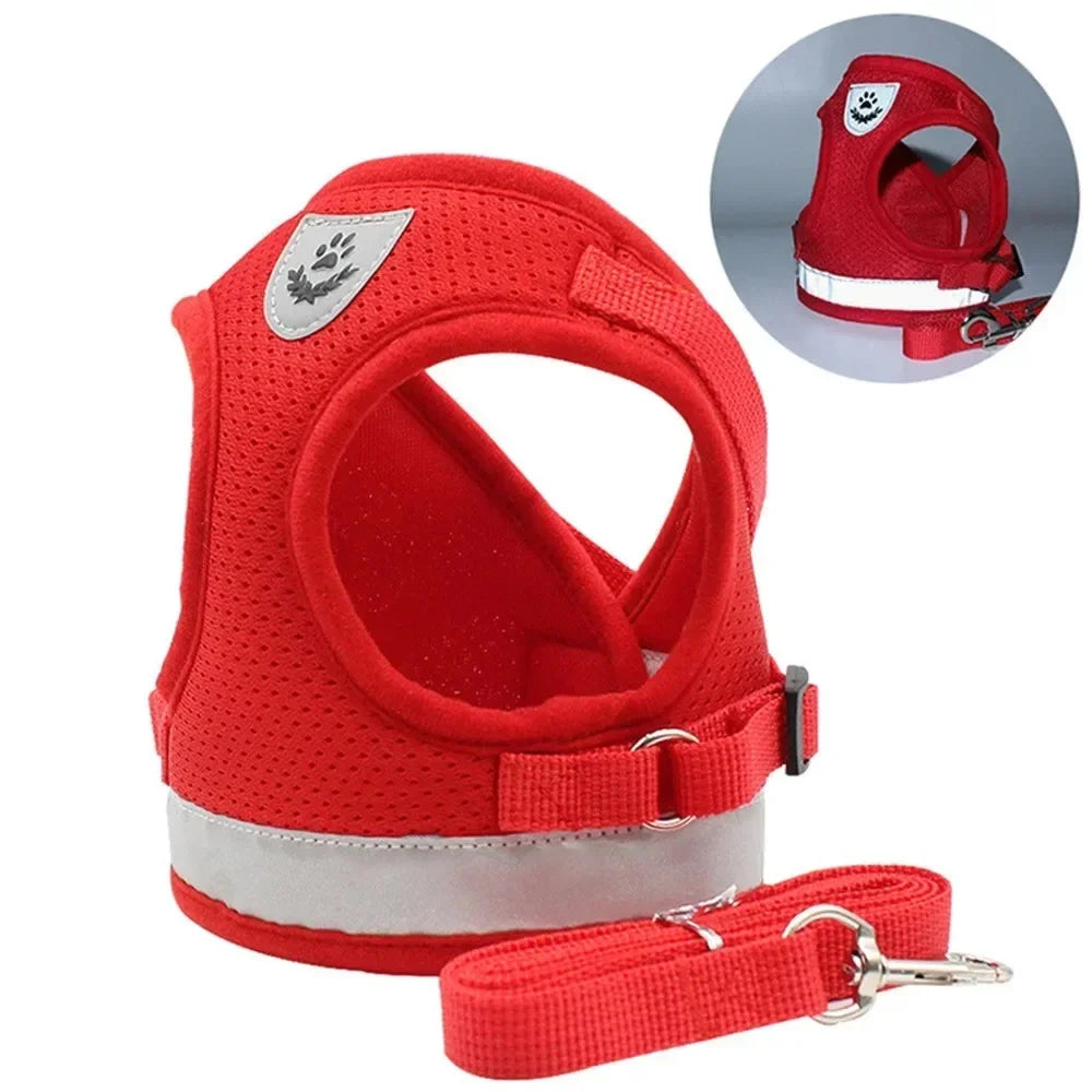 Harness and Leash
