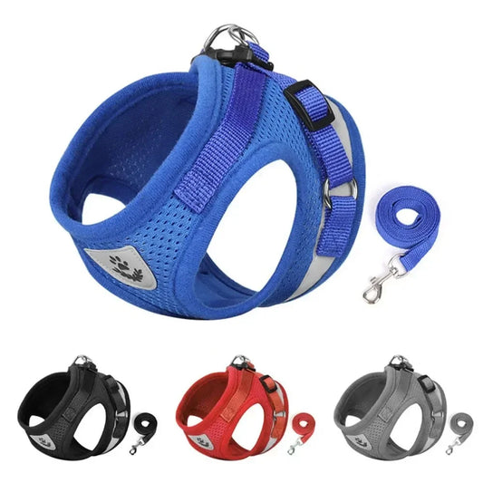 Harness and Leash