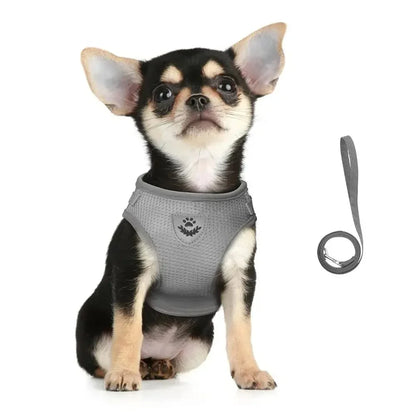 Harness and Leash