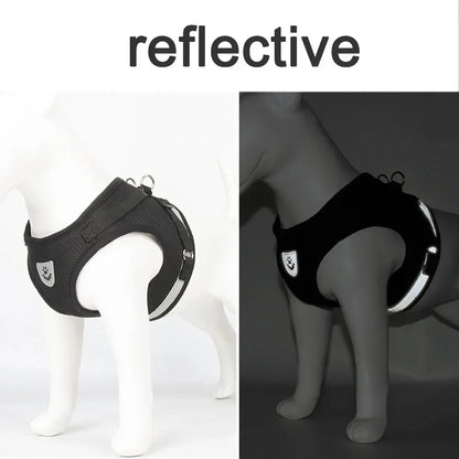 Harness and Leash