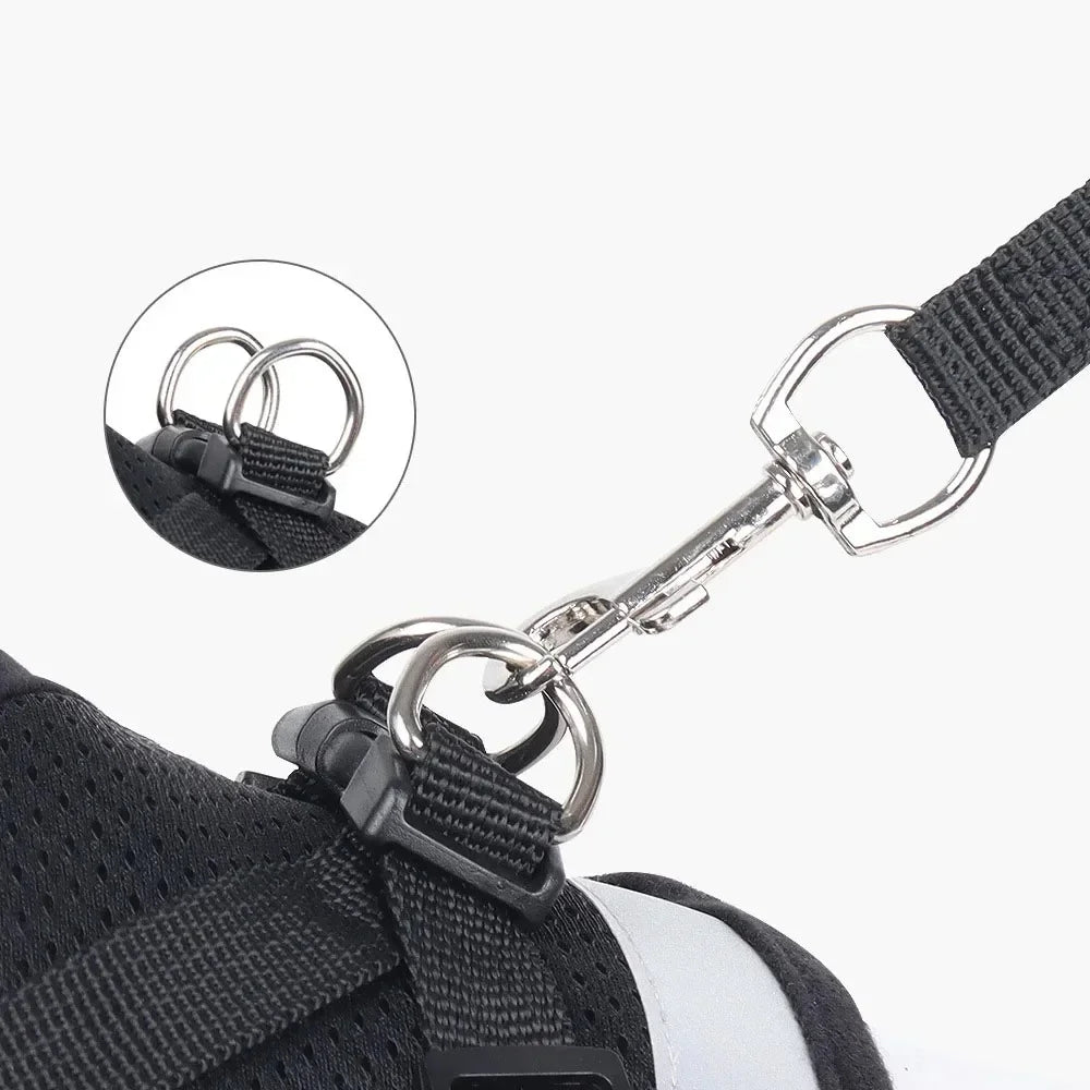 Harness and Leash