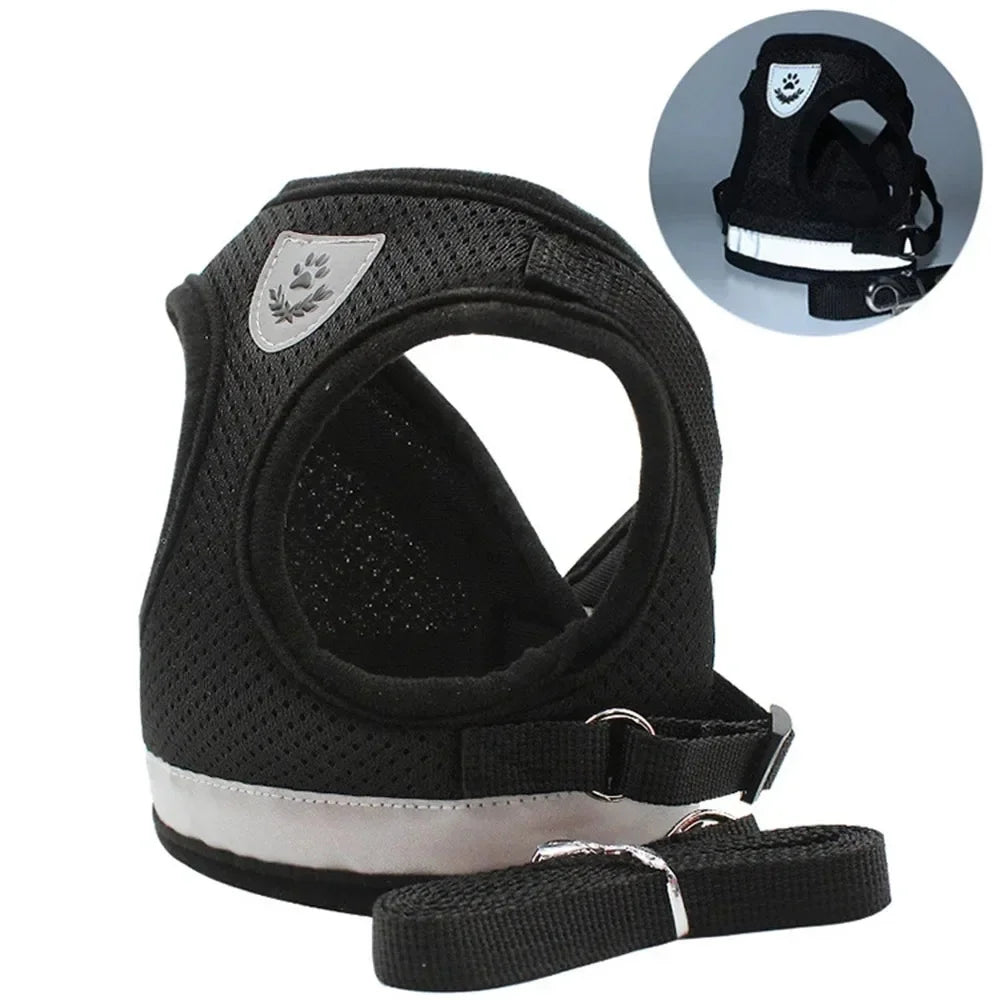 Harness and Leash