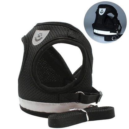 Harness and Leash