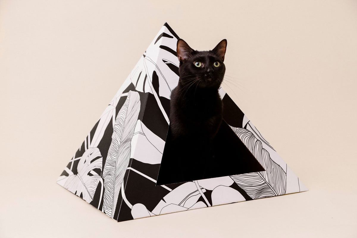 Cardboard Cat Pyramid