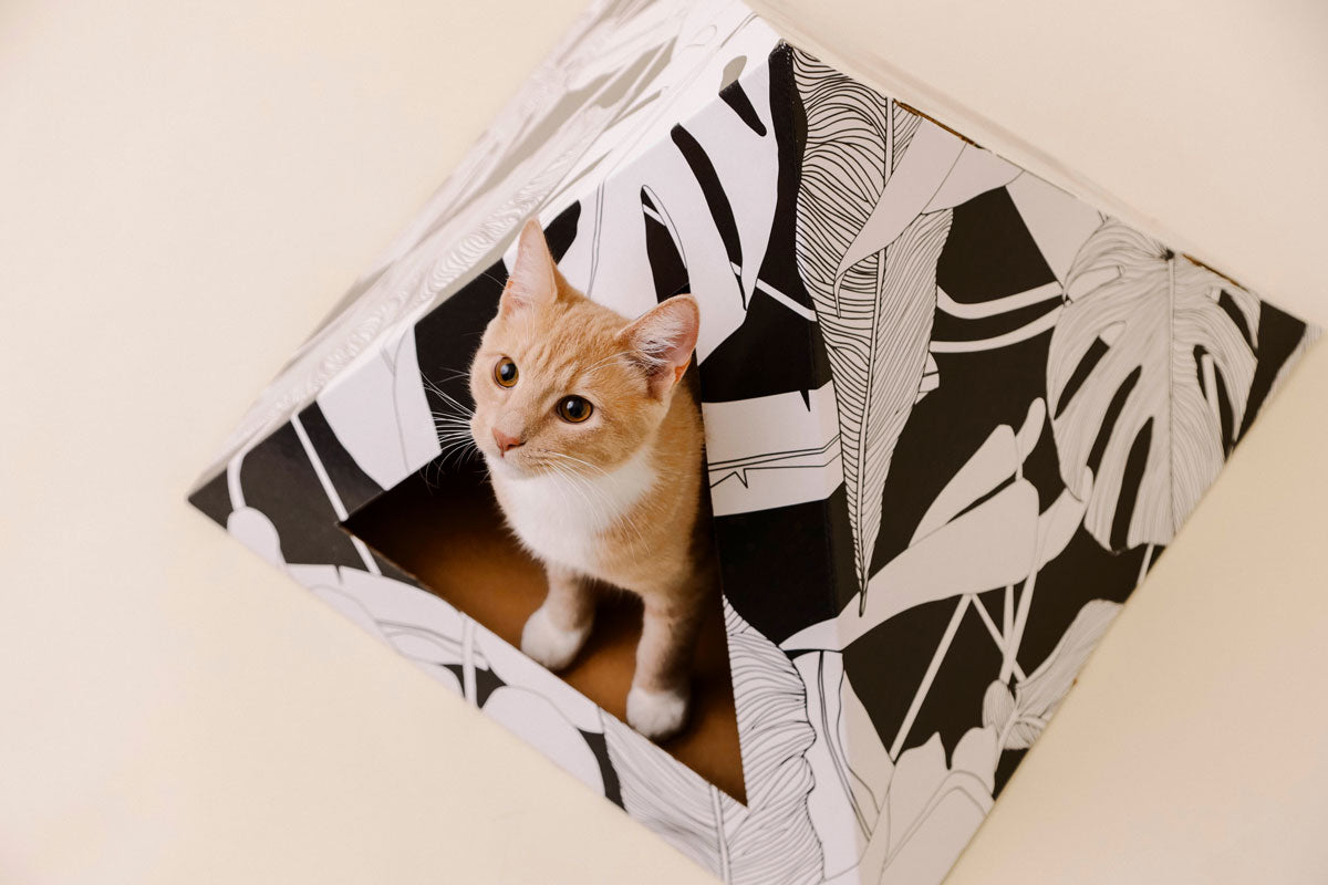 Cardboard Cat Pyramid