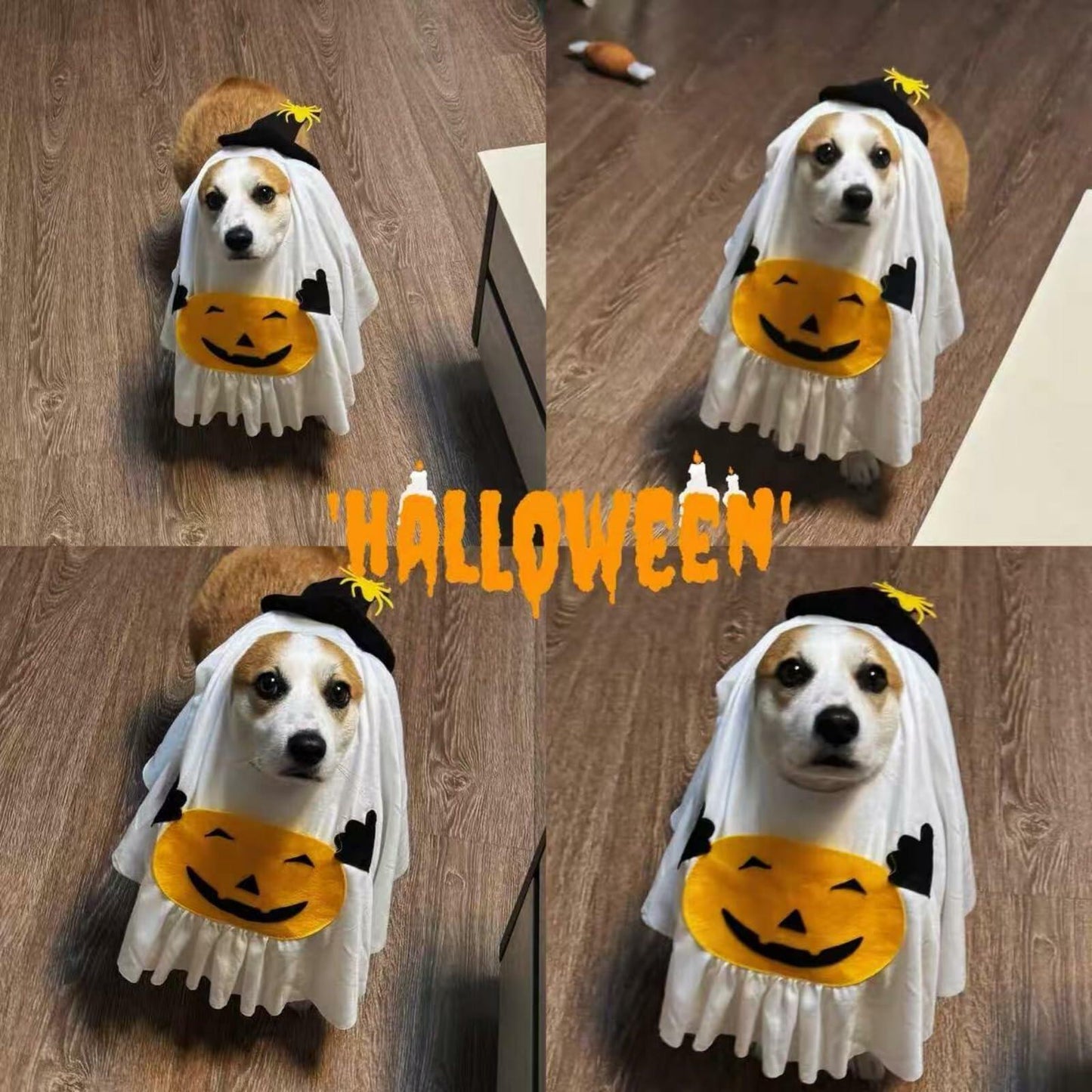 Halloween Cute Pet Outfit