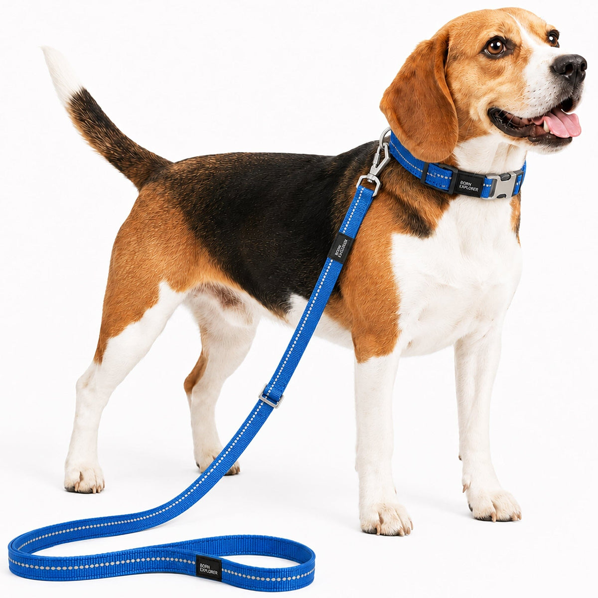 Dog Leash and Collar