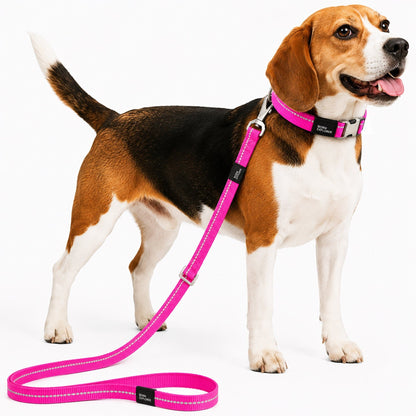 Dog Leash and Collar