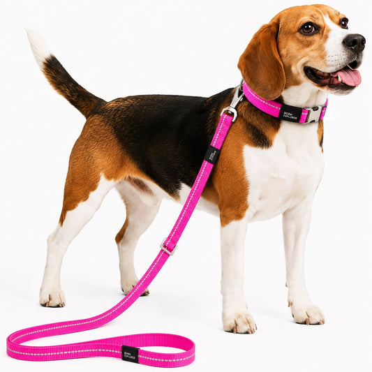 Dog Leash and Collar