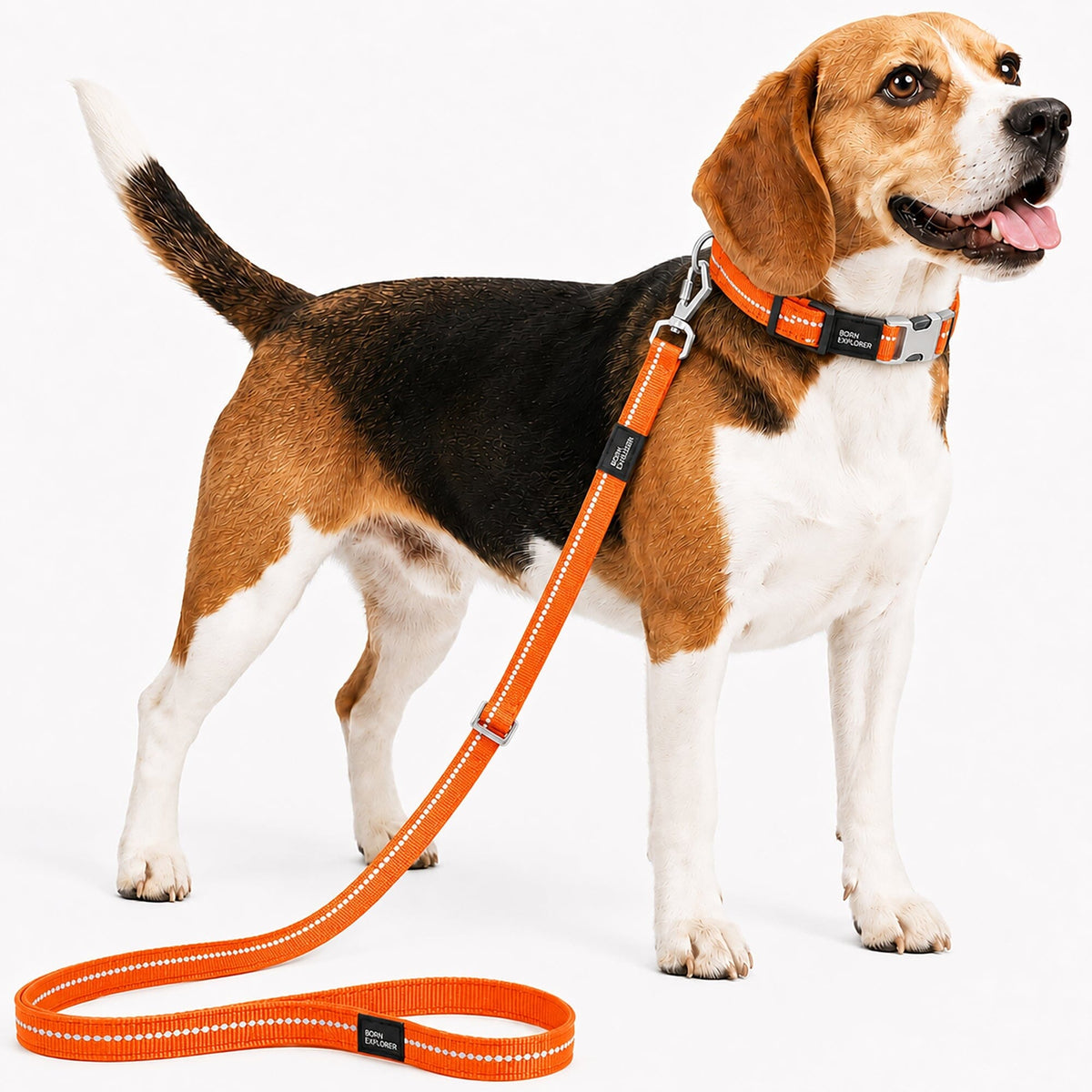 Dog Leash and Collar