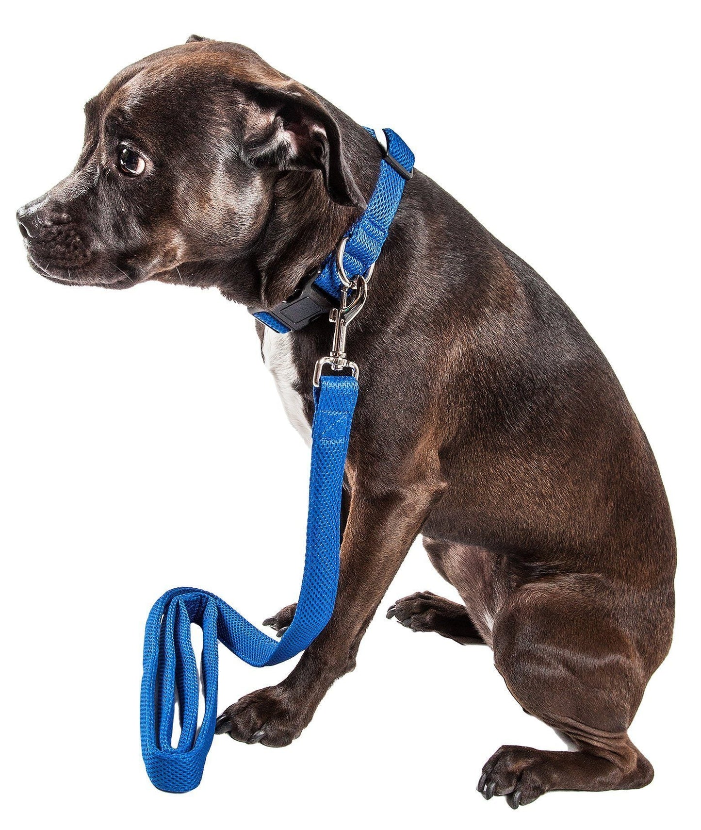 Mesh Dog Leash and Collar