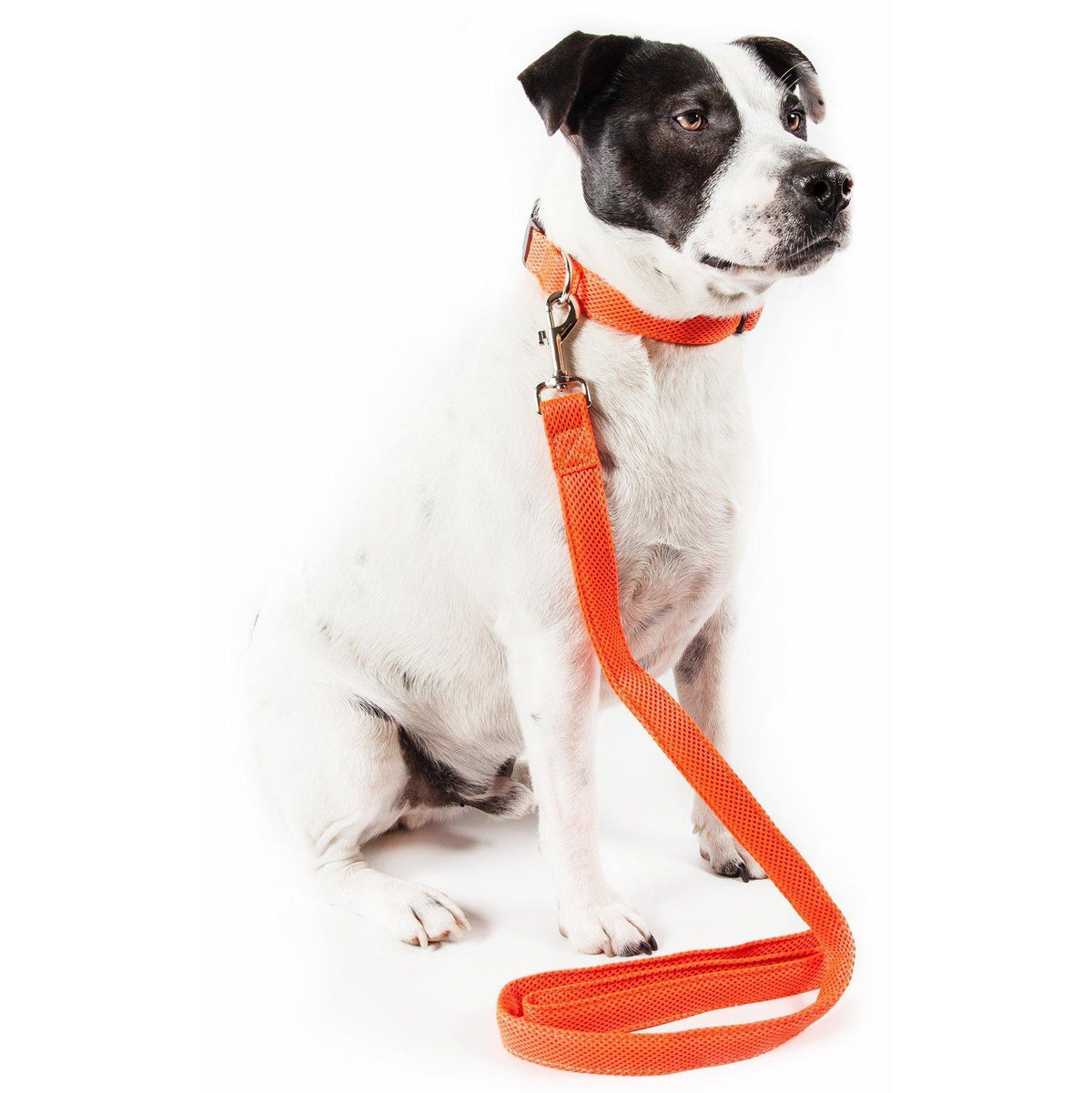 Mesh Dog Leash and Collar